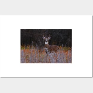 A regal stance - White-tailed Deer Posters and Art